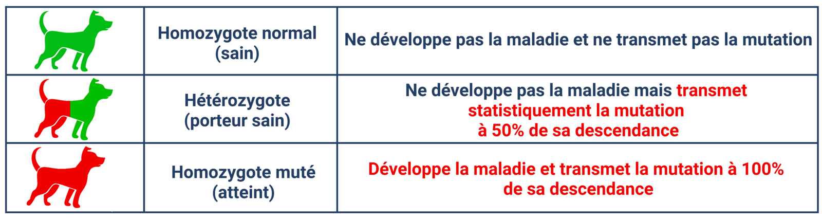 explication génétique